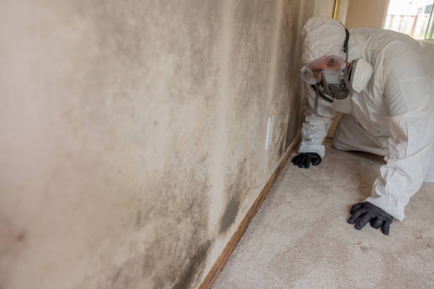 Professional Mold Inspection in Lacoste, TX